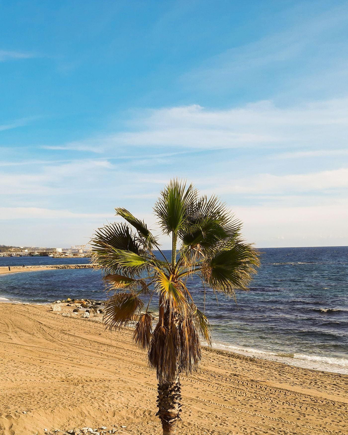 Beach in Marbella with a palm tree by the sea